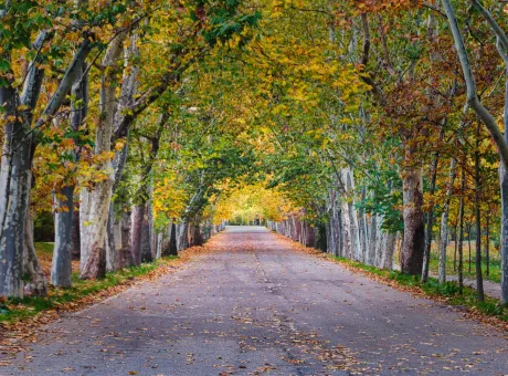 autumn landscape with lonely road lined with trees casa de campo madrid spain