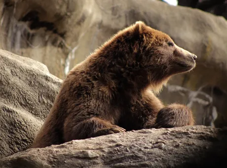 brown bear bronx zoo 2022 10 31 08 09 42 utc