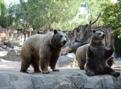 zoo-madrid.jpg